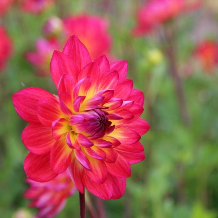 Dahlia 'Kilburn Glow' plant