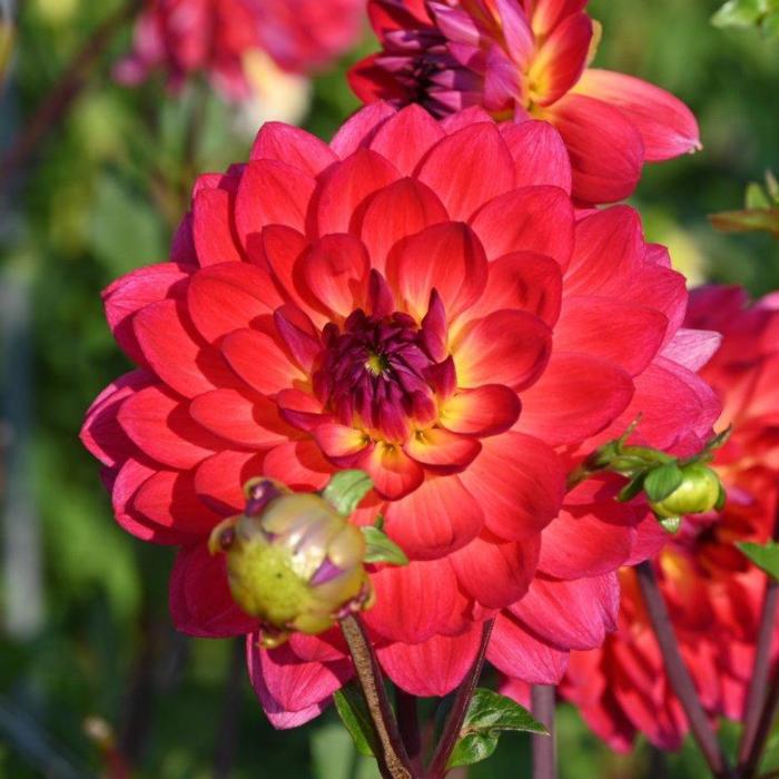 Dahlia 'Kilburn Glow' plant