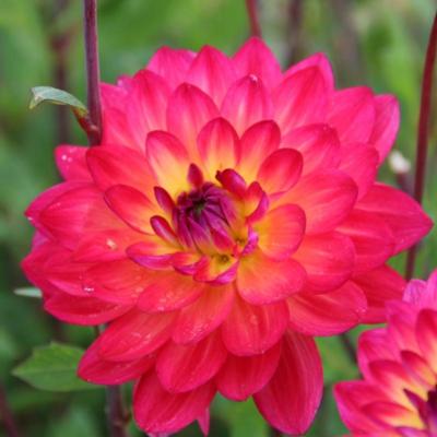 dahlia-kilburn-glow