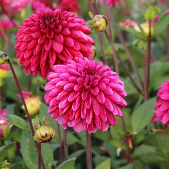 Dahlia 'Lilac Bull' plant