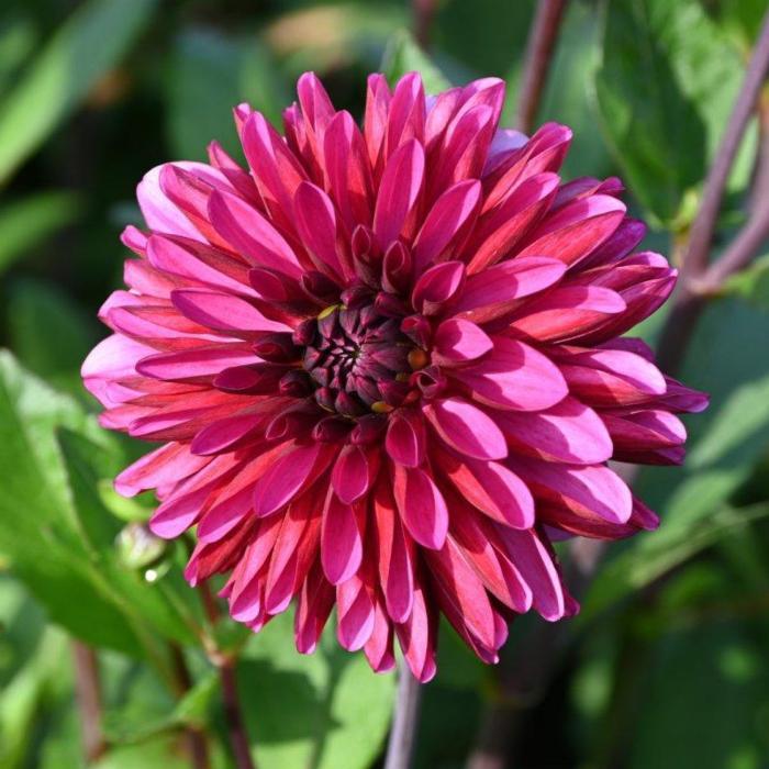 Dahlia 'Lilac Bull' plant