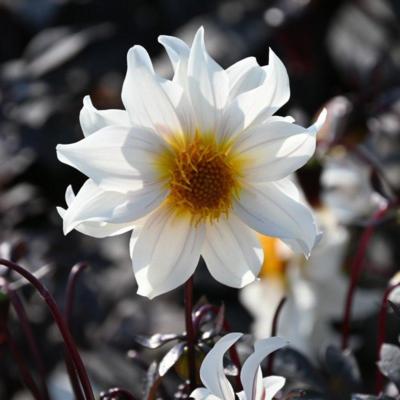 dahlia-little-swan