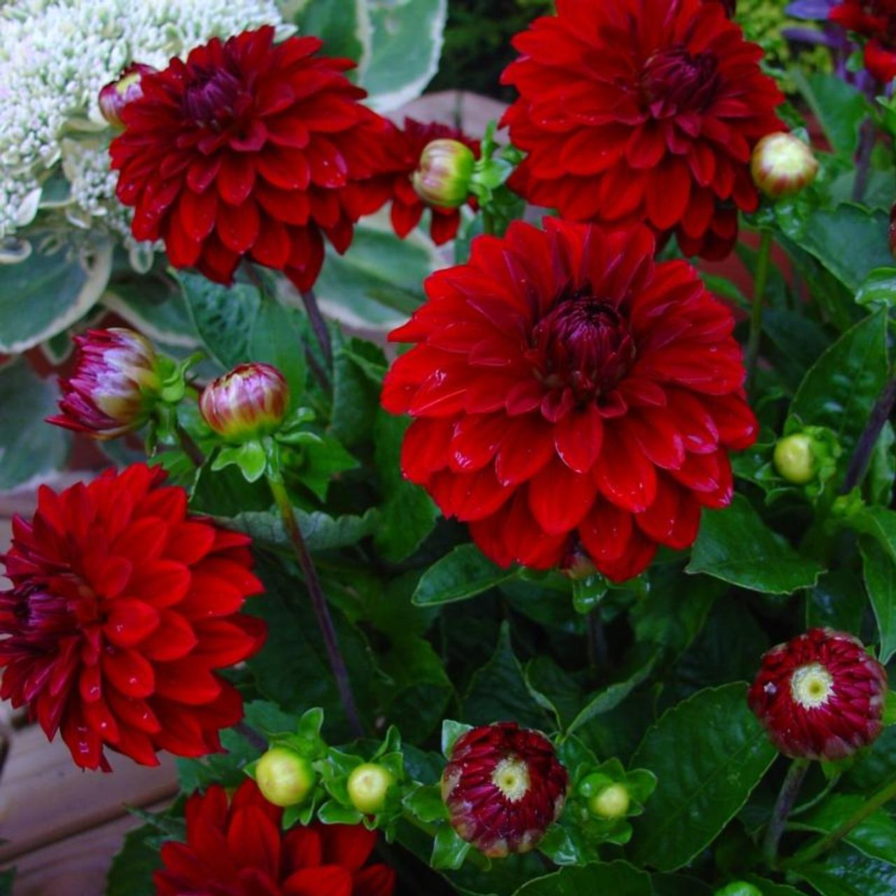 Dahlia 'Mambo' plant