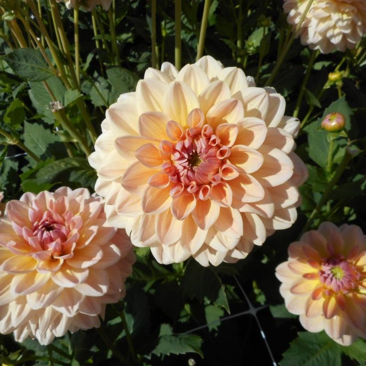 Dahlia 'Maya' plant