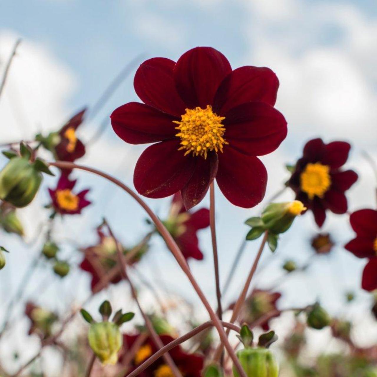 Dahlia 'Mexican Star' plant