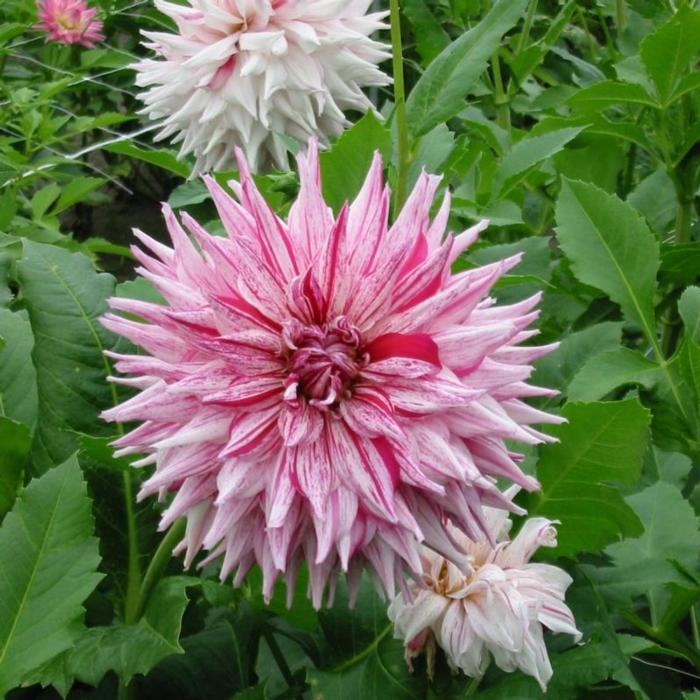 Dahlia 'Mick's Peppermint' plant