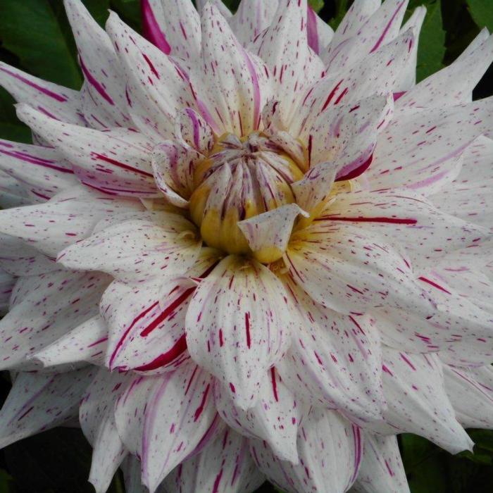 Dahlia 'Mick's Peppermint' plant