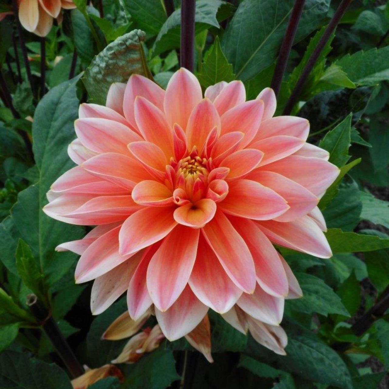 Dahlia 'Mister Frans' plant