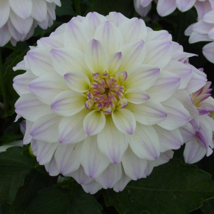 Dahlia 'Monet' plant