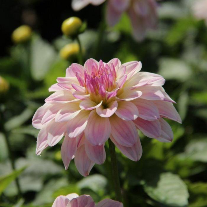 Dahlia 'Monet' plant