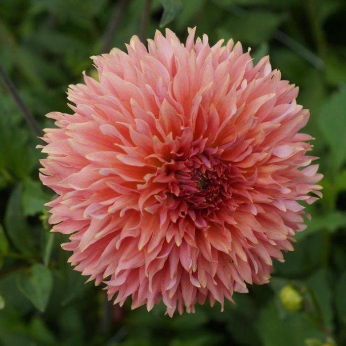 Dahlia 'Orange Fubuki' plant