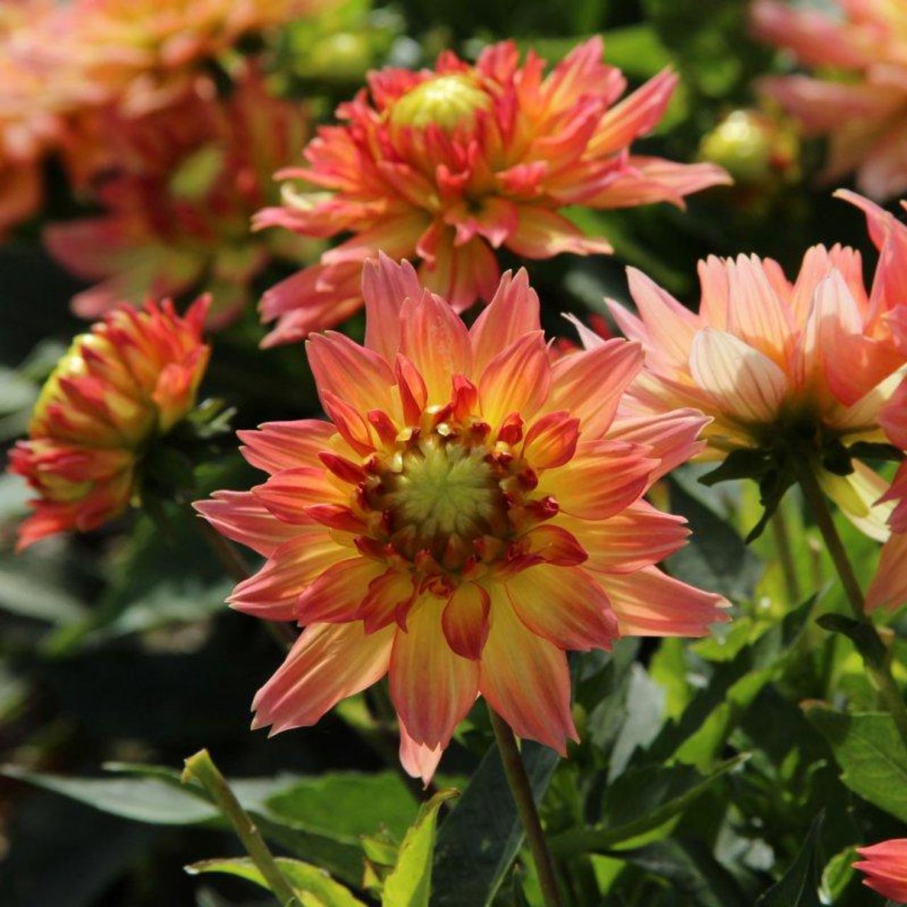 Dahlia 'Pablo' plant