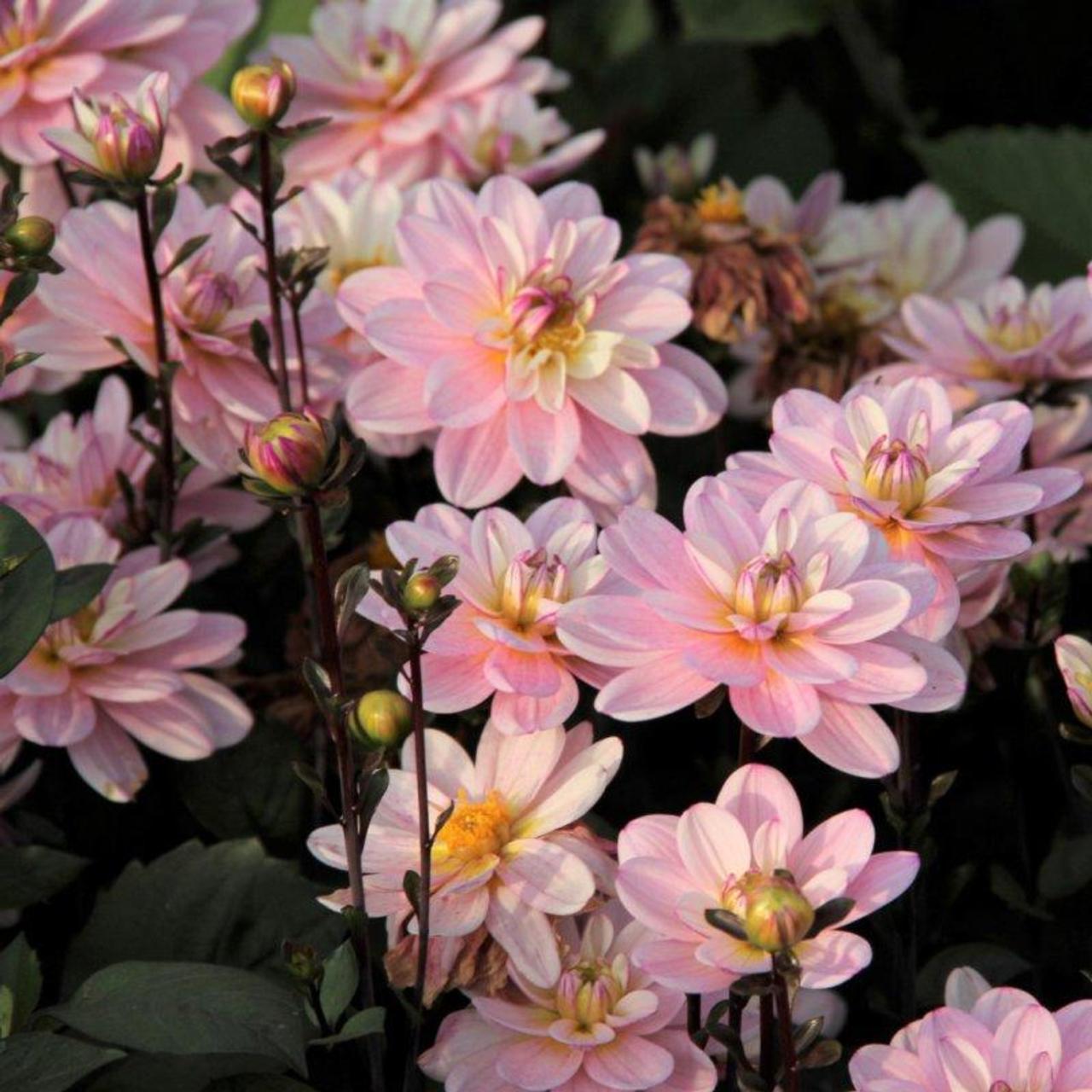 Dahlia 'Pacific Jewel' plant