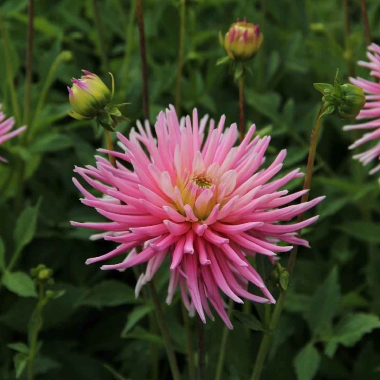 Dahlia 'Park Princess' plant