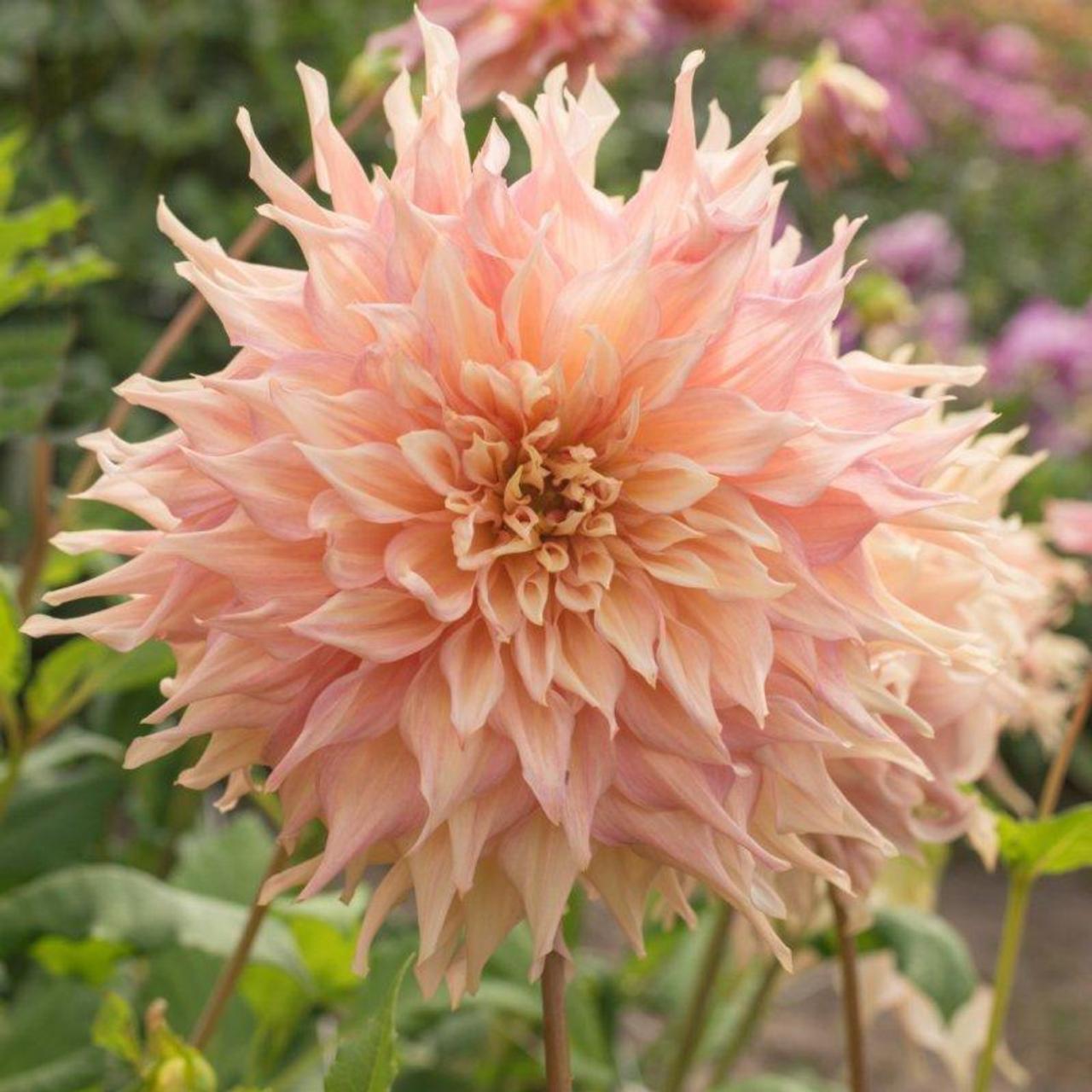 Dahlia 'Penhill Watermelon' plant