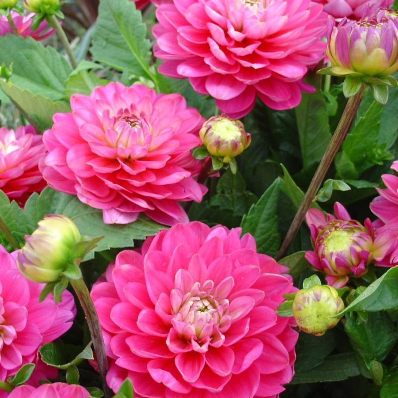 Dahlia 'Pink Allegro' plant