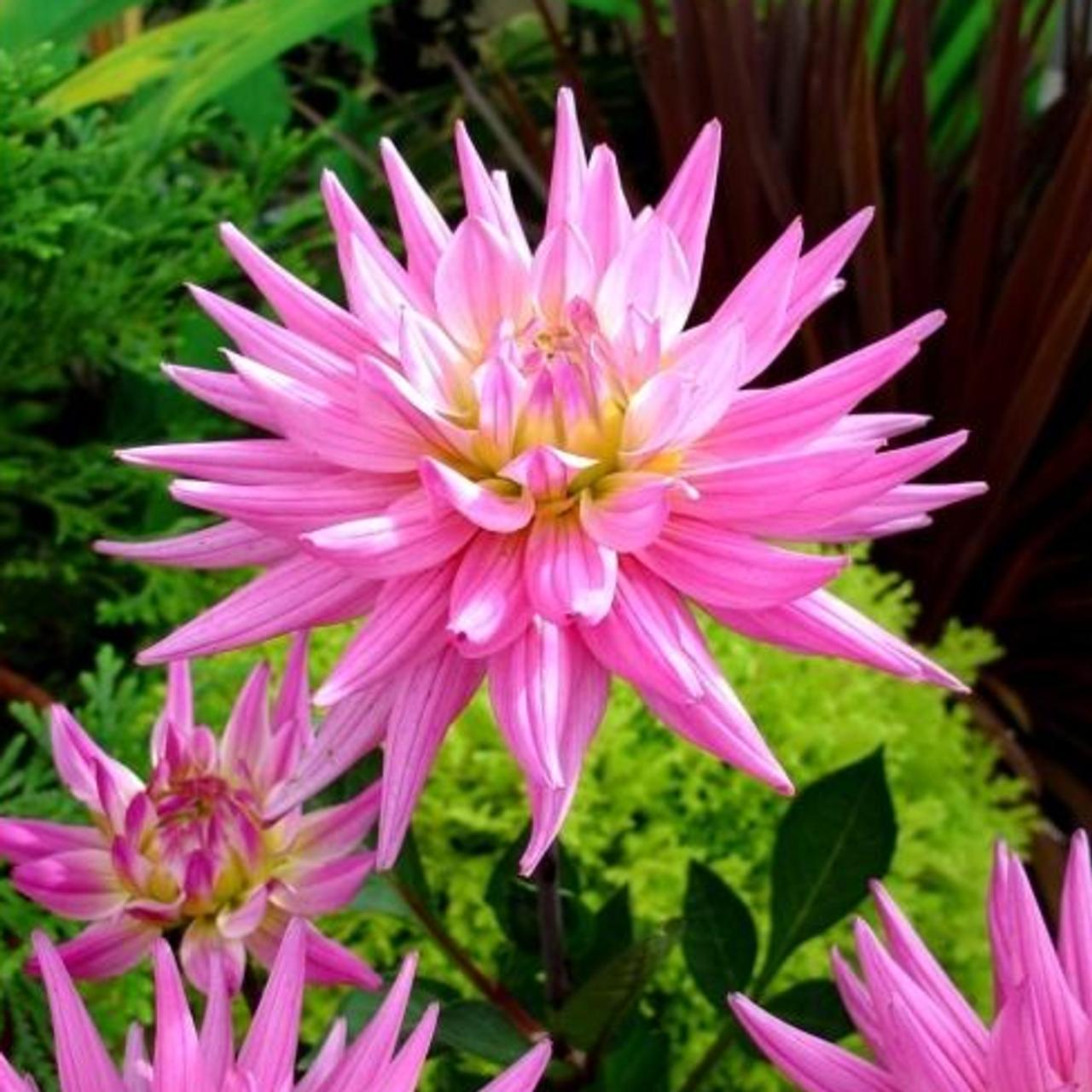 Dahlia 'Pink Corona' plant