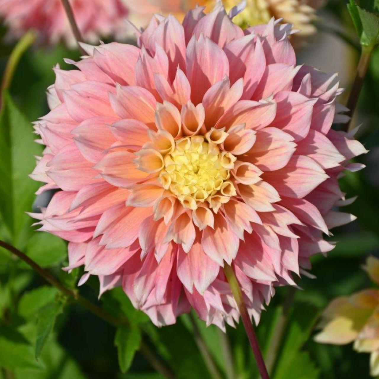 Dahlia 'Pink Impact' plant