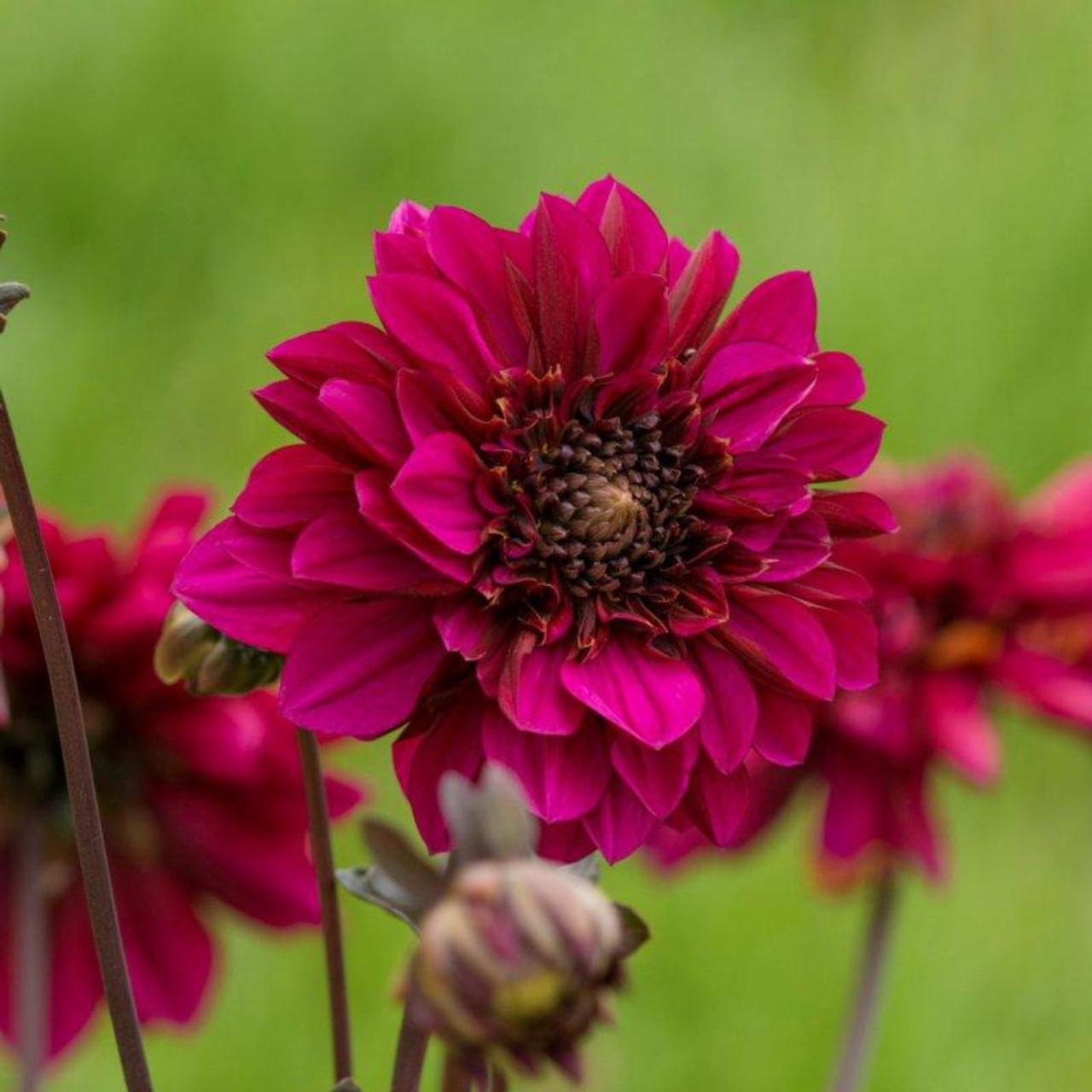 Dahlia 'Purple Haze' plant