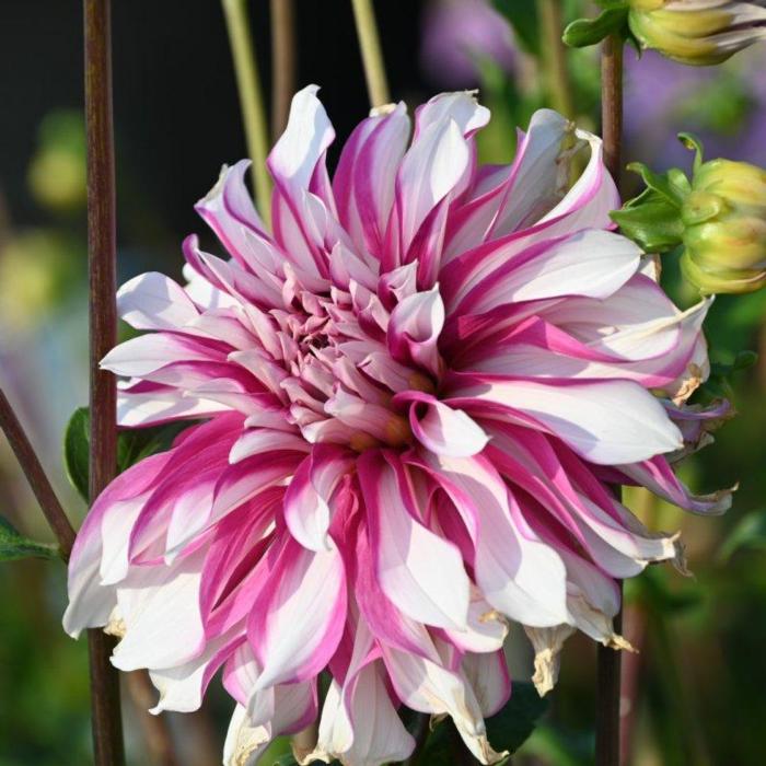 Dahlia 'Radegast' plant