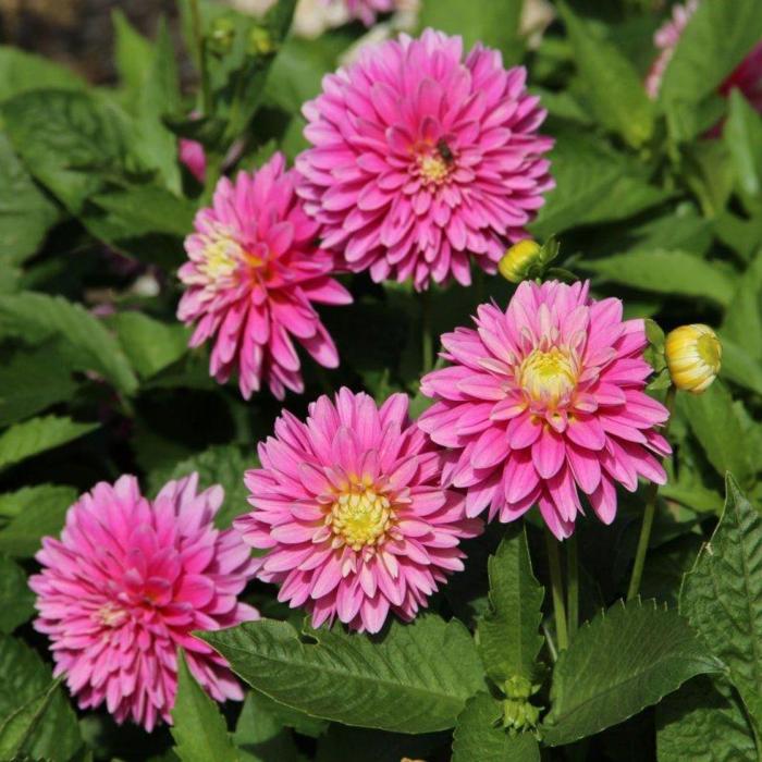 Dahlia 'Rembrandt' plant