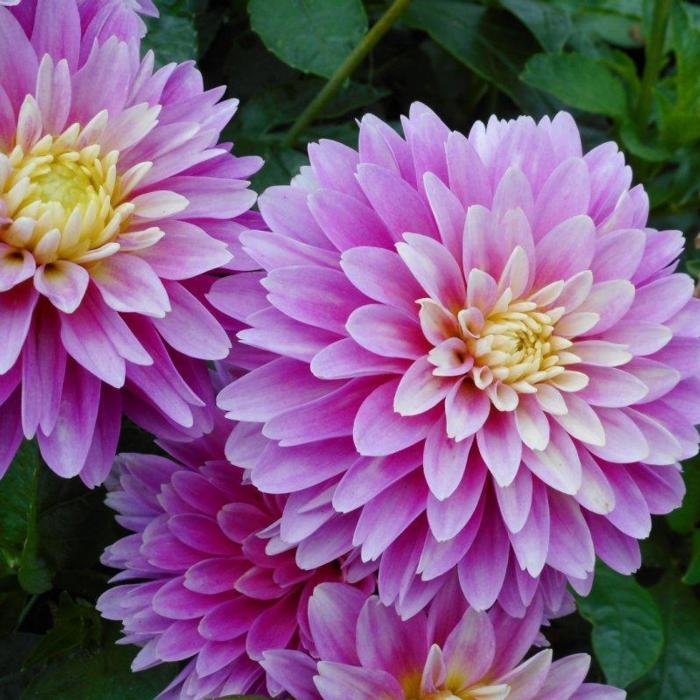 Dahlia 'Rembrandt' plant