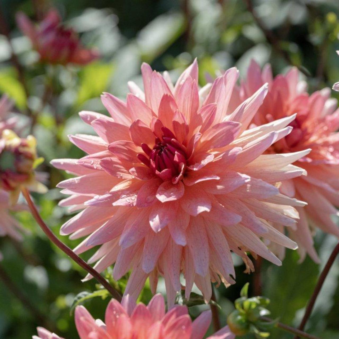 Dahlia 'Schneckenstein' plant