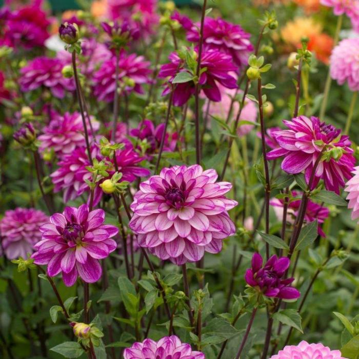 Dahlia 'Seduction' plant