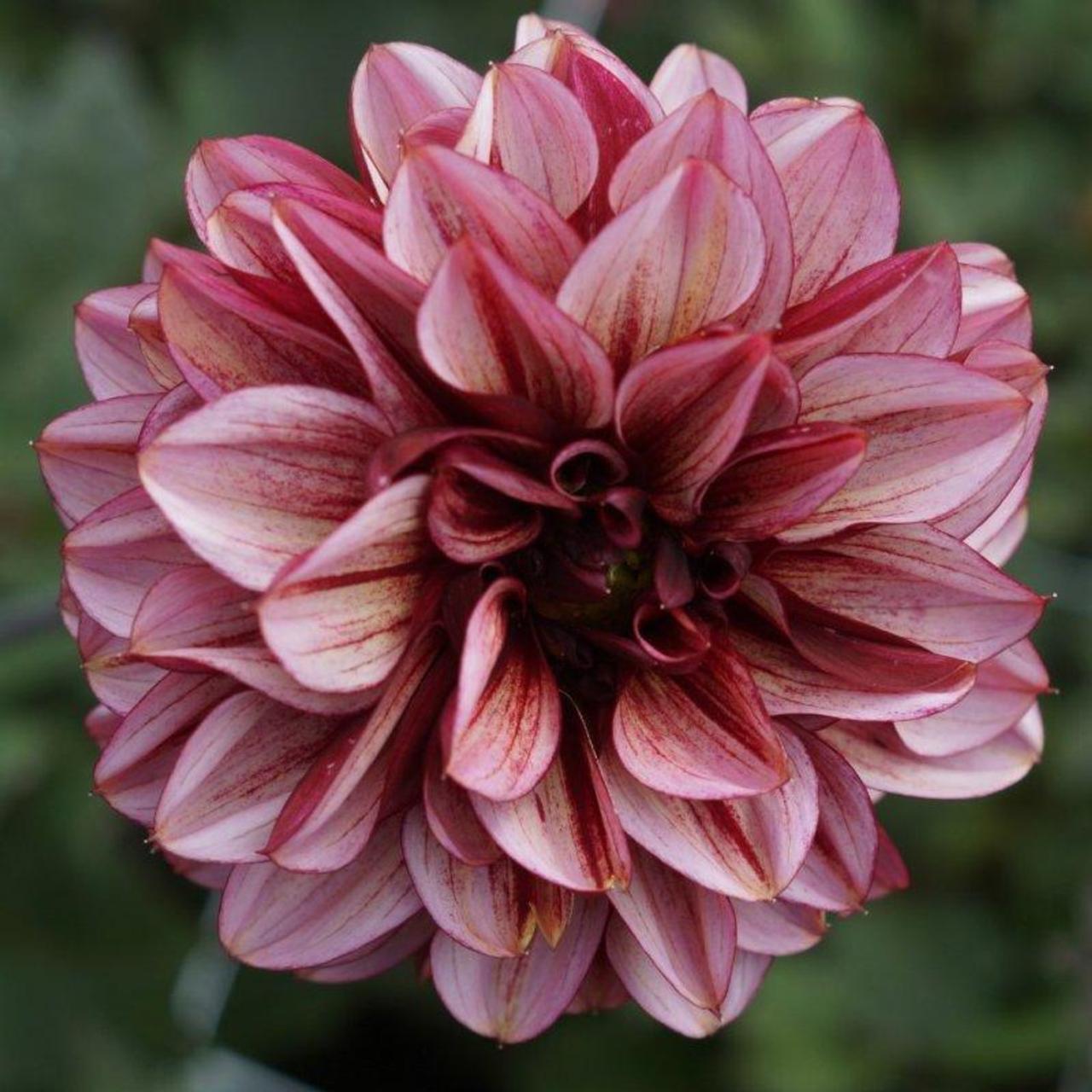 Dahlia 'Senior's Hope' plant