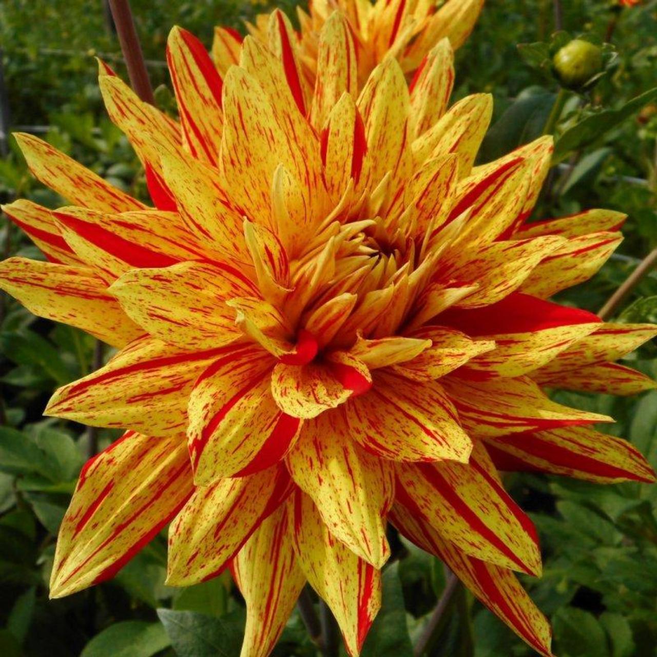 Dahlia 'Striped Vulcan' plant