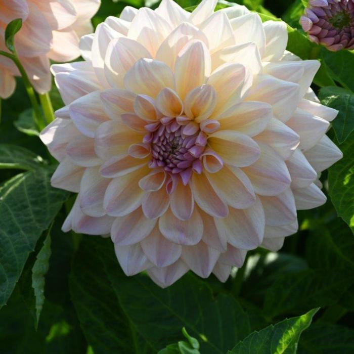 Dahlia 'Sturm Sweet Maria' plant