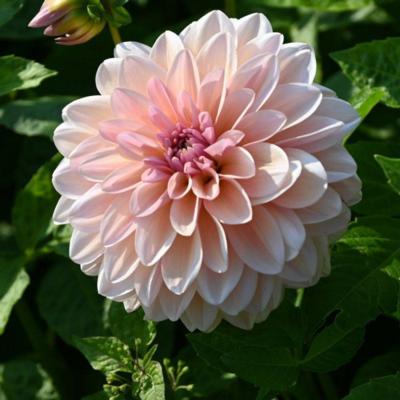 dahlia-sturm-sweet-maria