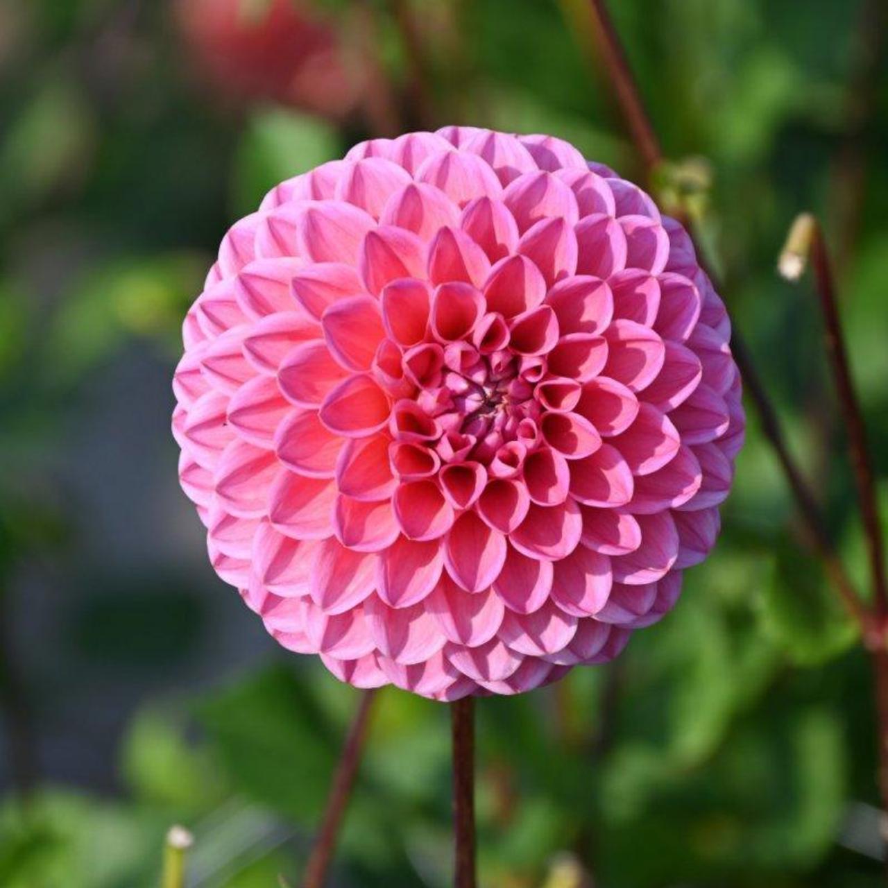 Dahlia 'Sweet Fabienne' plant