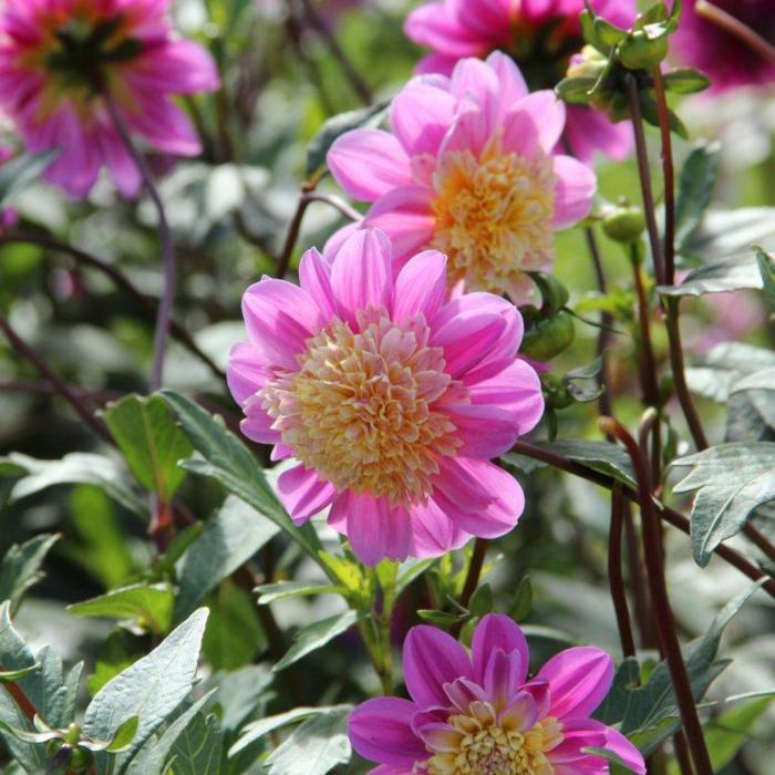 Dahlia 'Take Off' plant