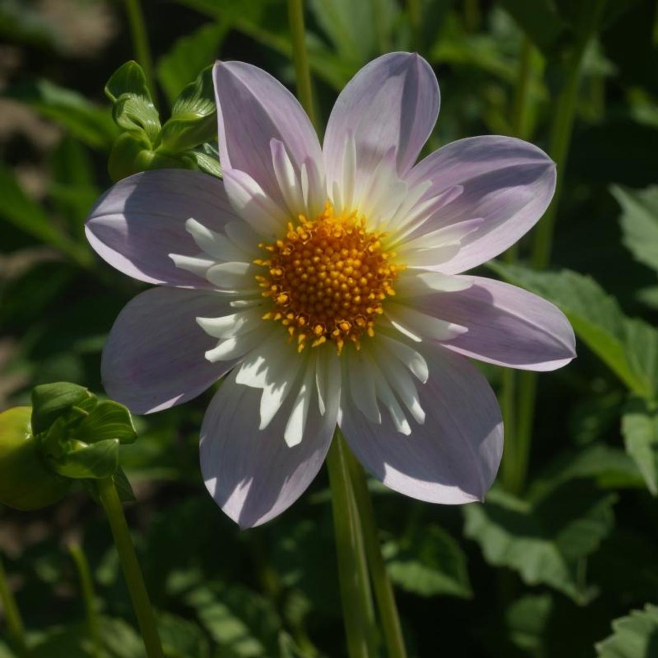 Dahlia 'Teesbrooke Audrey' plant