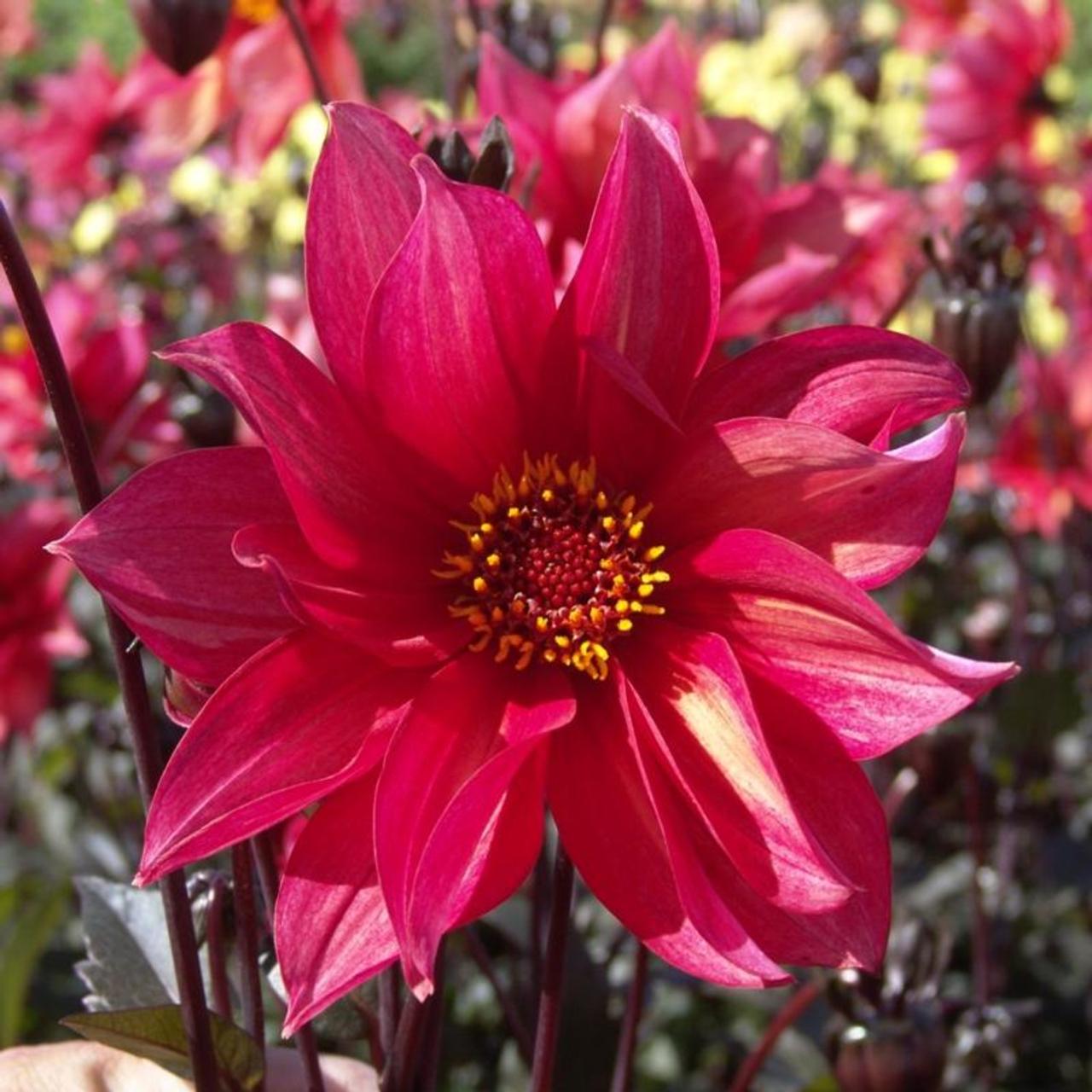 Dahlia 'Waltzing Mathilda' plant