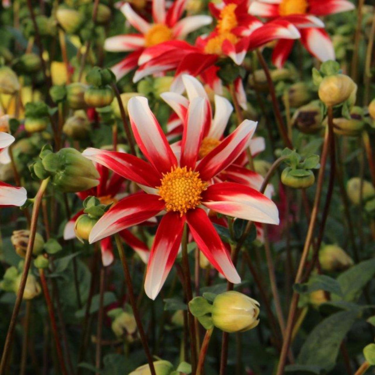 Dahlia 'Windmill' plant