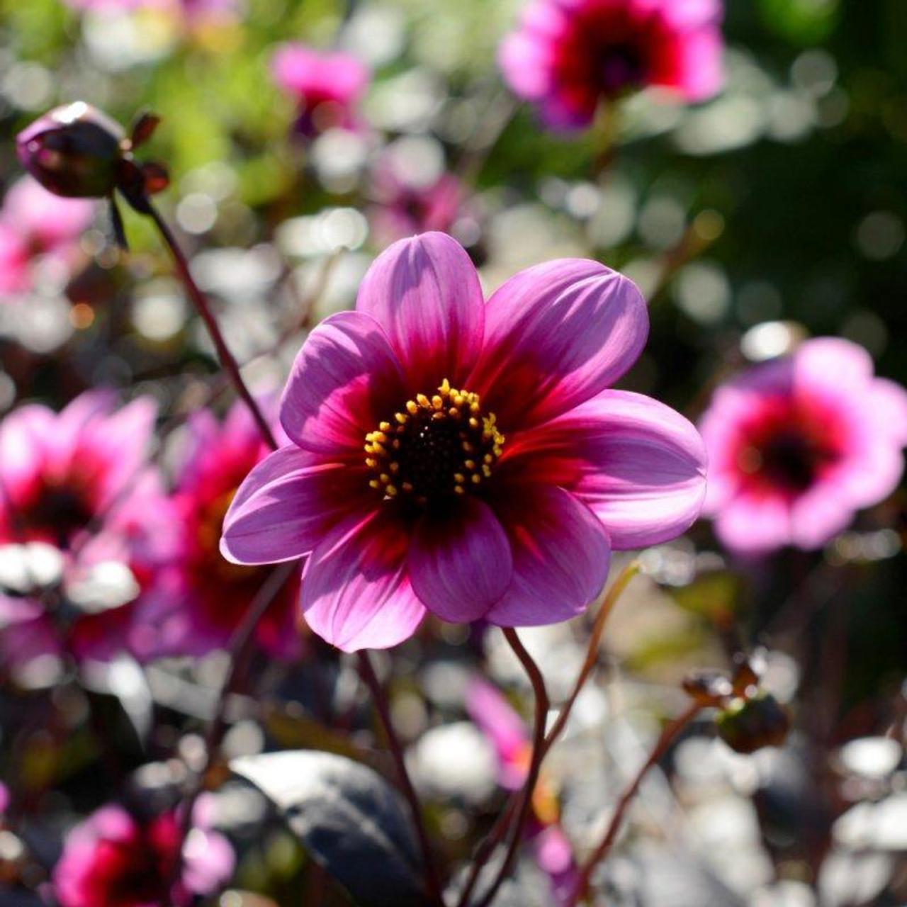 Dahlia 'Wishes N Dreams' plant