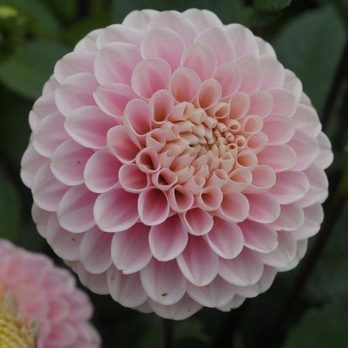 Dahlia 'Wizard of Oz' plant