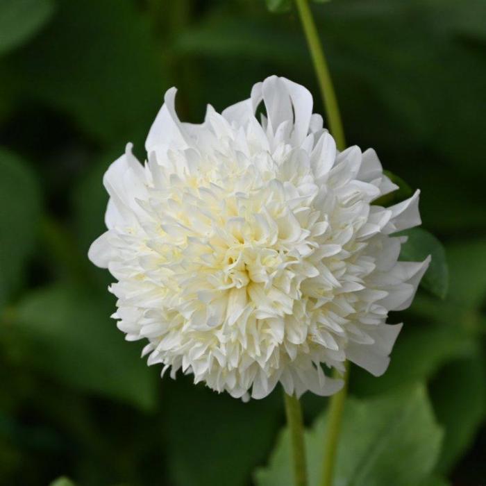 Dahlia 'Zahra' plant