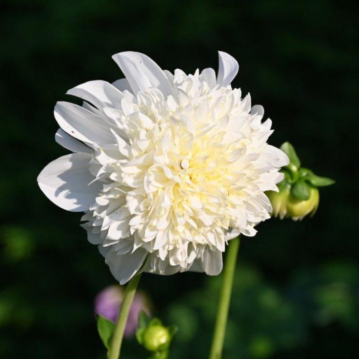 Dahlia 'Zahra' plant