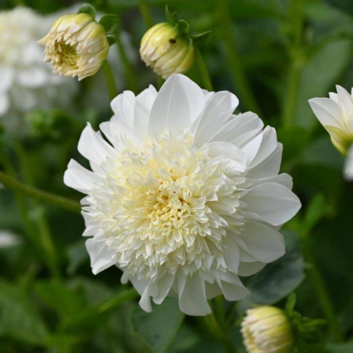 Dahlia 'Zahra' plant