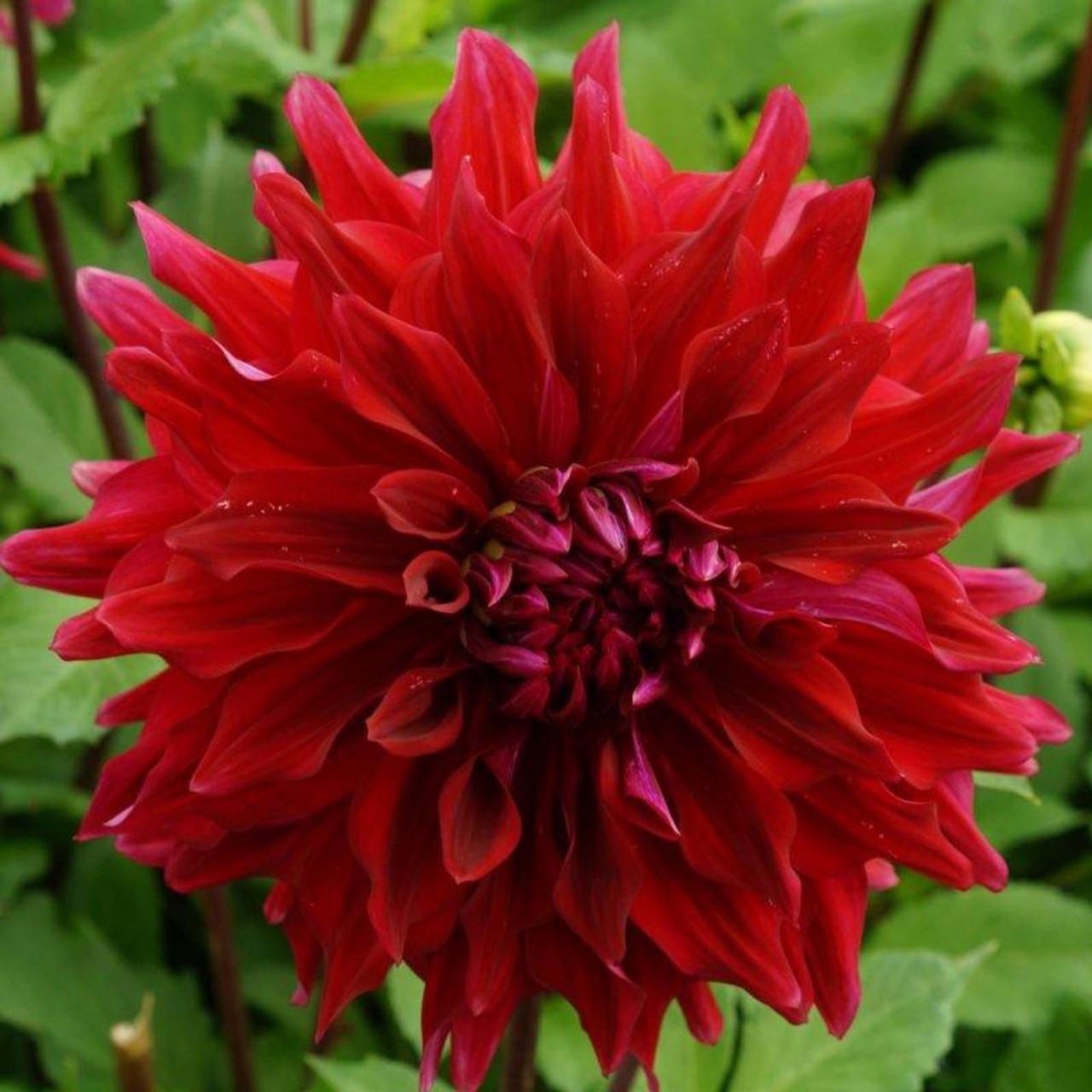 Dahlia 'Zorro' plant