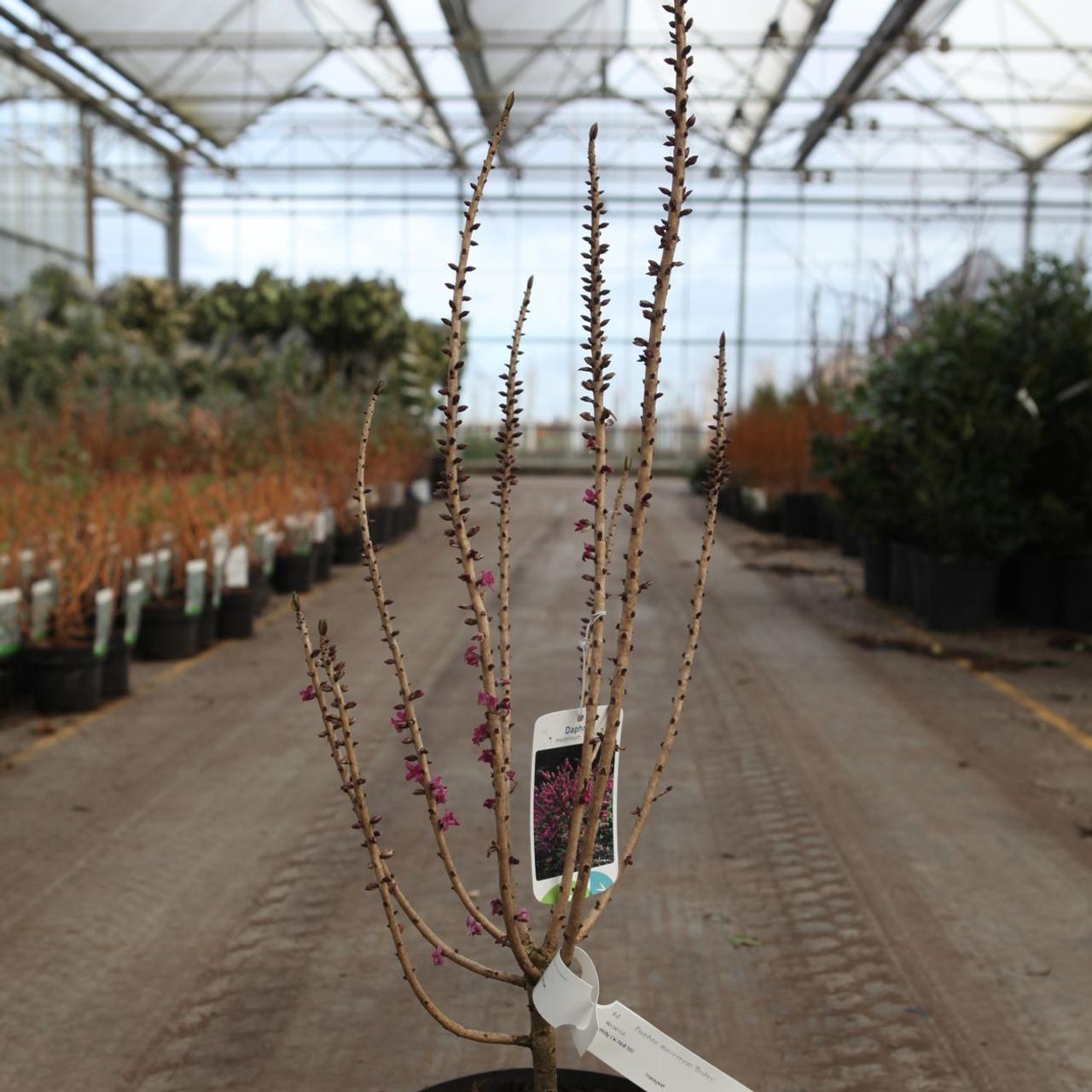 Daphne mezereum 'Rubra' plant