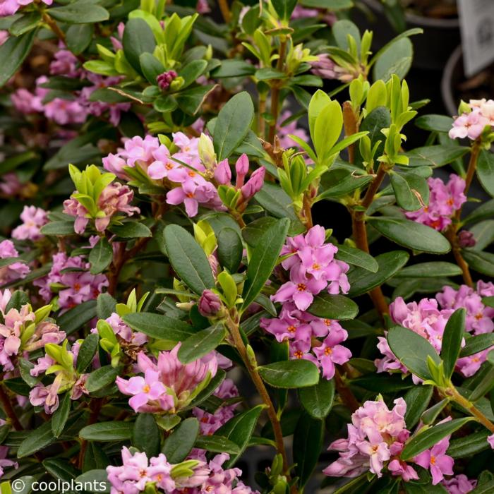 Daphne 'Sweetheart' plant