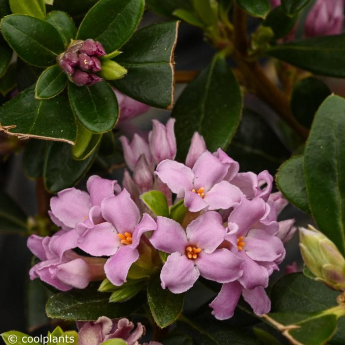 Daphne 'Sweetheart' plant