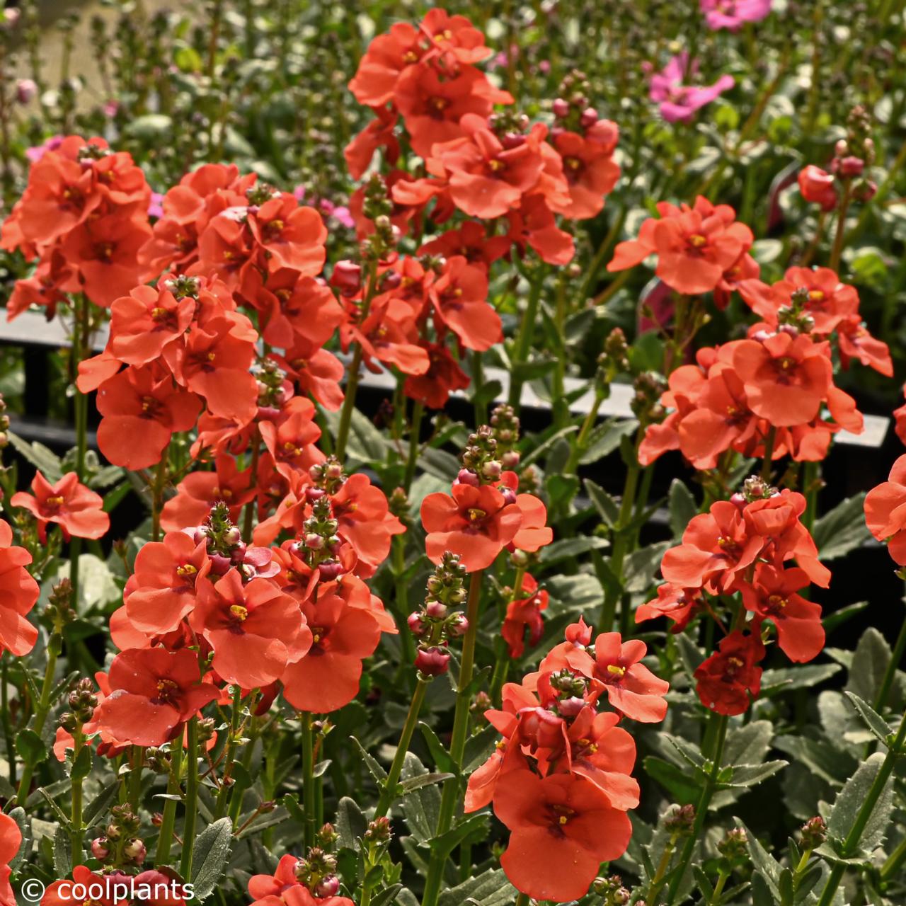 Diascia barberae 'Trinity Sunset' - buy plants at Coolplants