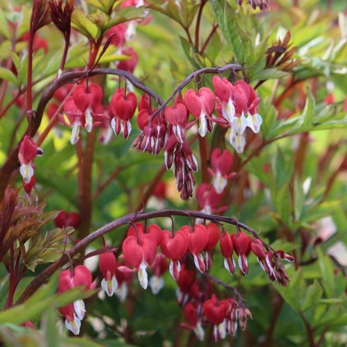 Dicentra 'Valentine' plant