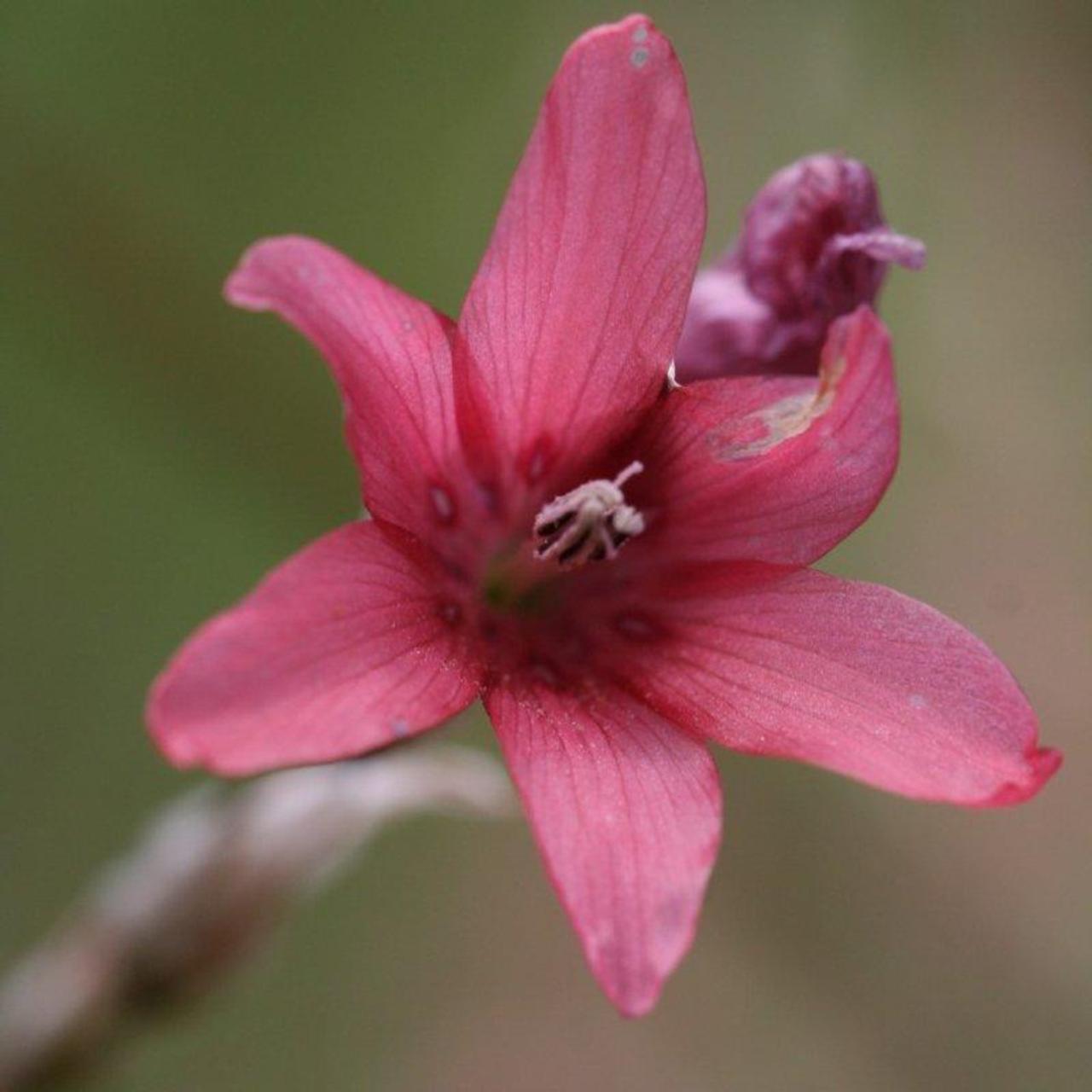 DIERAMA AMBIGUUM plant