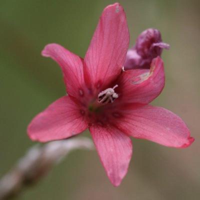 dierama-ambiguum